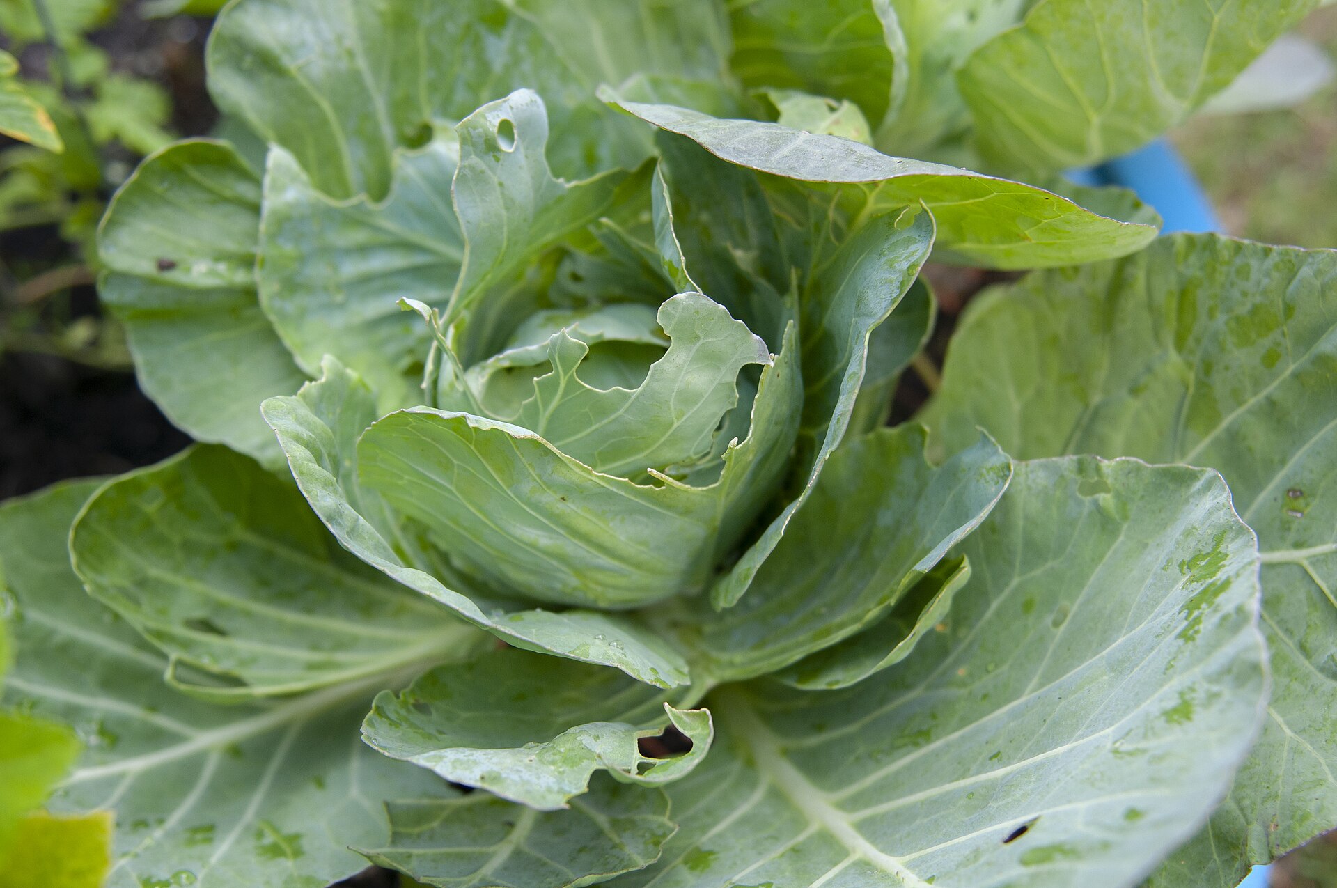 Hortalizas cultivadas en recipientes para aprovechar un espacio reducido