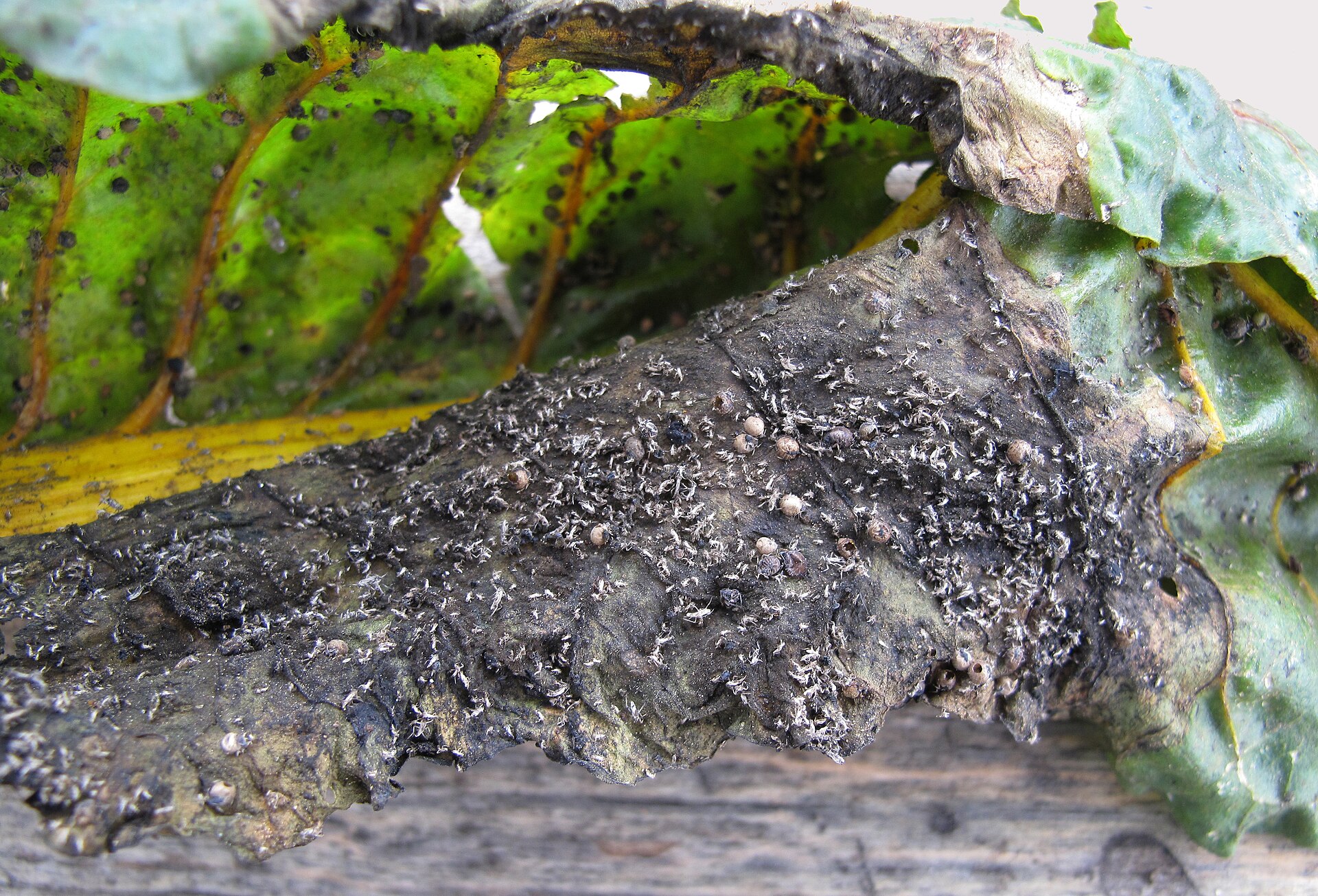 Pulgones parasitados en una hoja de acelga