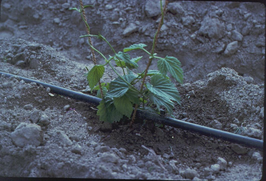 Planta joven junto a una línea de riego por goteo