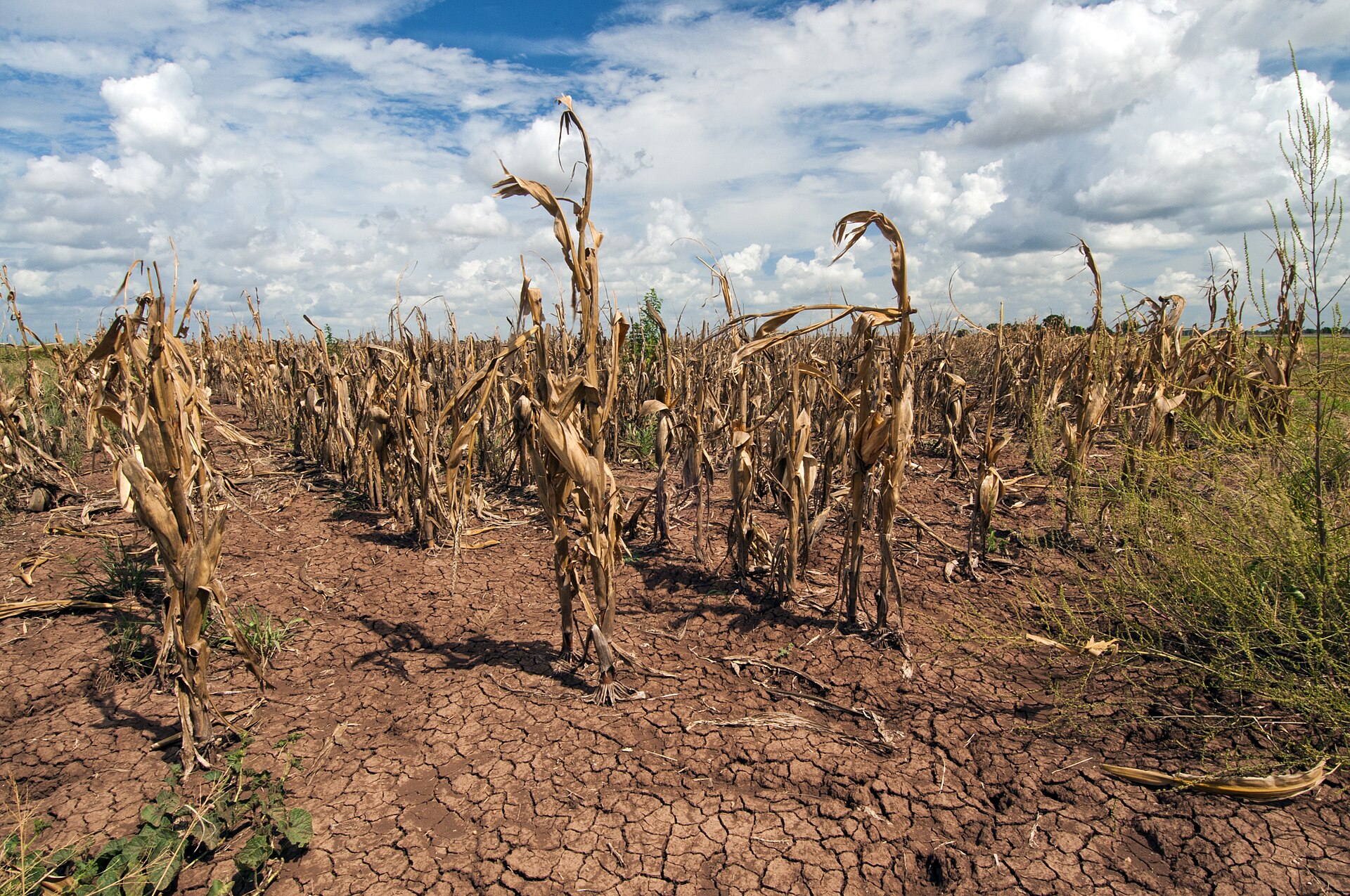 Cultivo de maíz afectado por sequía sobre suelo agrietado