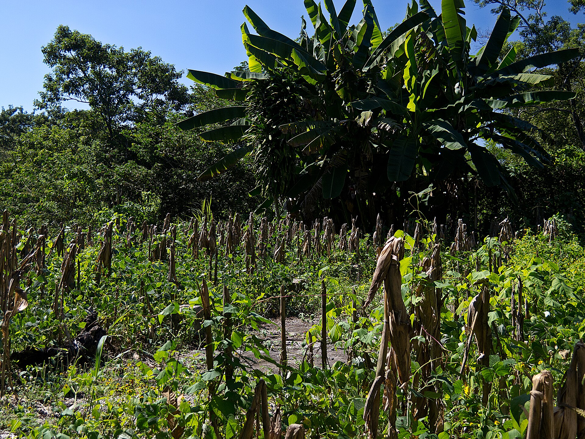 Milpa con maíz seco, frijol y vegetación tropical