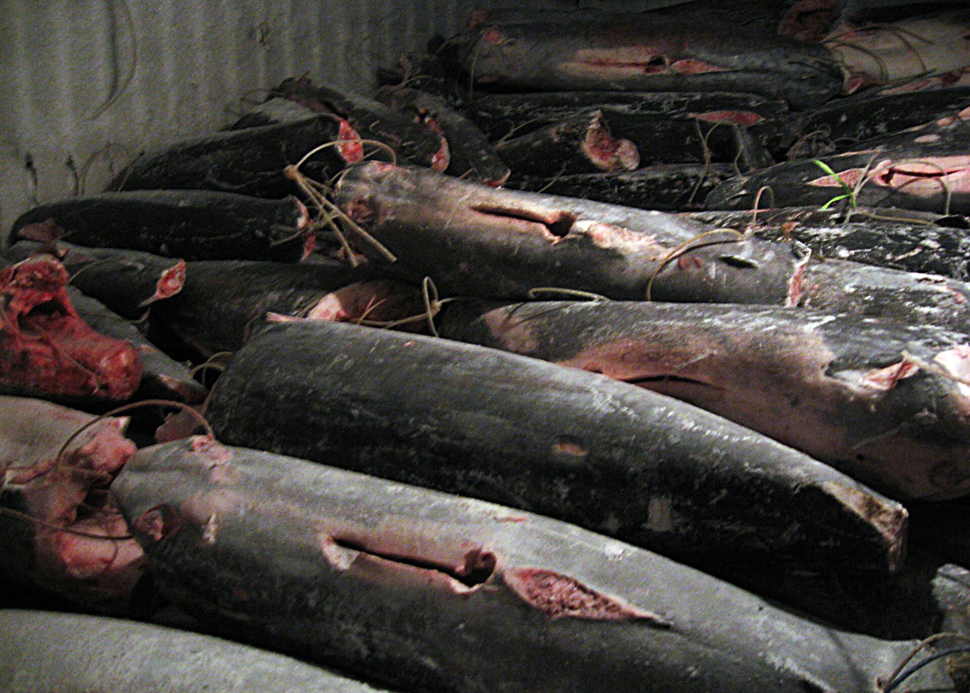 Captura de pescado en la bodega de una embarcación inspeccionada por pesca ilegal