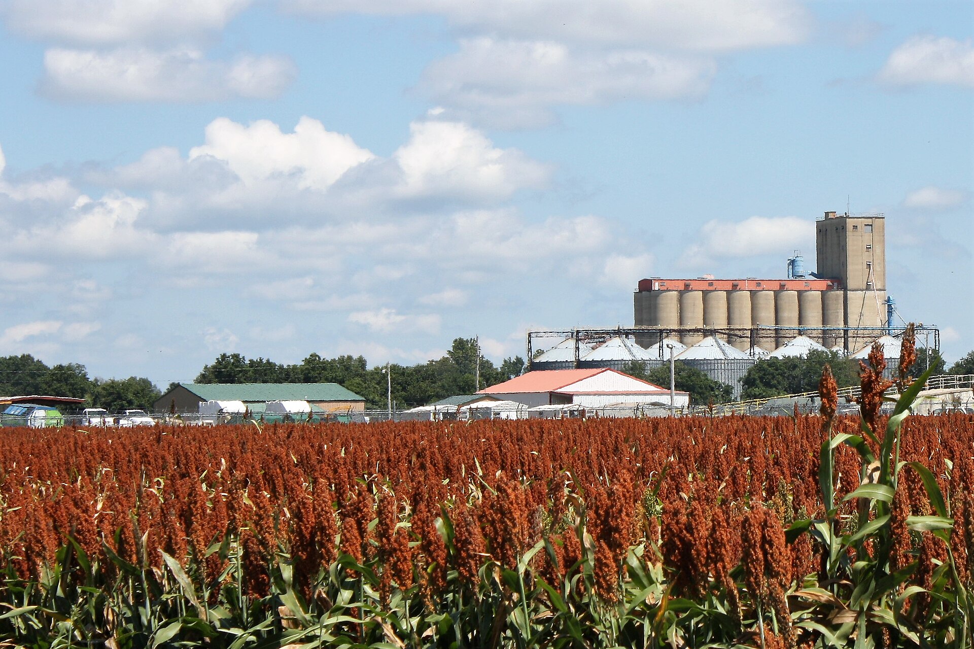 Campo de sorgo junto a una instalación de almacenamiento de grano