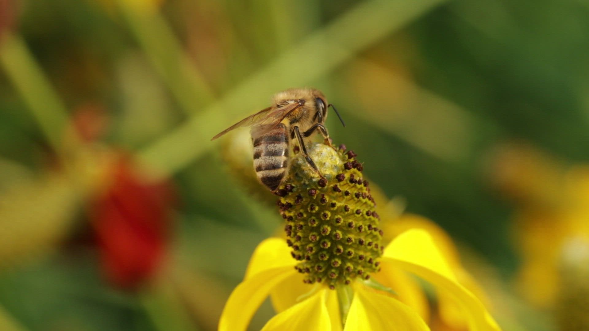 Abeja recolectando alimento sobre una flor amarilla